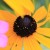 flower7